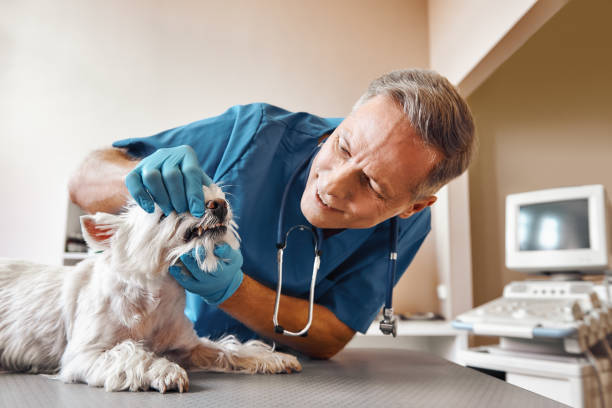 Best Emergency Denture Repair in Holts Summit, MO